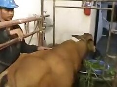 ZOO Porn and Animal sex video